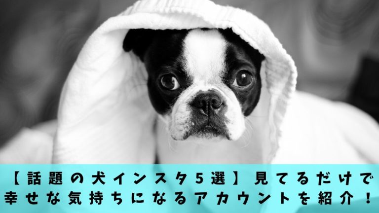 instagram ペットの写真だけ ショップ